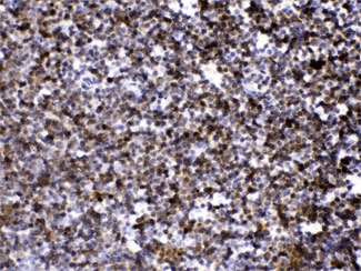 ARHGEF1 Antibody