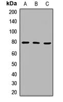 Polyclonal Rabbit anti-Human UIMC1 / RAP80 Antibody (IF, WB)