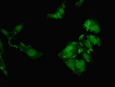 NOL4L Antibody
