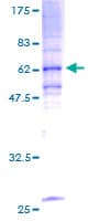 Human TRAM1 Protein (Recombinant GST)
