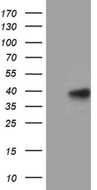 MRPL44 Antibody (clone OTI1A1, Carrier-free)