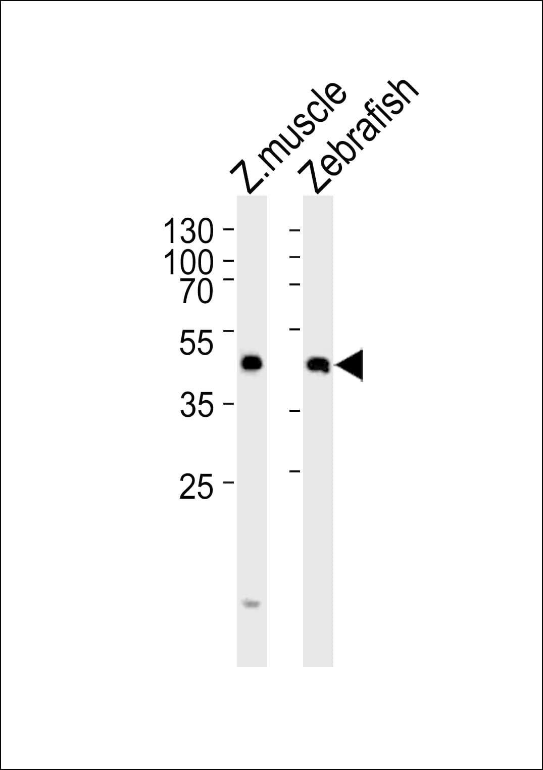 dixdc1a Antibody (aa282-316)