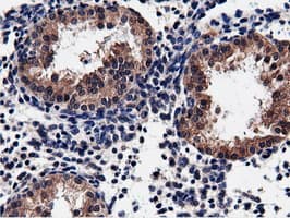 CBWD1 Antibody (clone OTI9H5)
