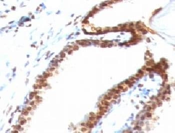 DNA ds Antibody (clone DSD/958)