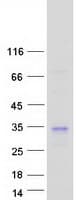 Human MOB4 / PHOCN Protein (Recombinant Myc-DDK (Flag))