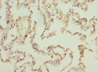 ELMOD1 Antibody