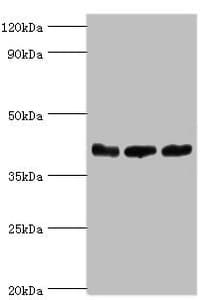 ARFGAP1 Antibody (aa1-220)