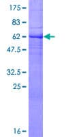 Human EFNB2 / Ephrin B2 Protein (Recombinant GST)