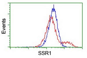 SSR1 Antibody (clone OTI 1B10)