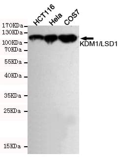 KDM1A / LSD1 Antibody