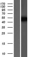 CSNK1G3 / CKI-Gamma 3 Protein (Over-Expression Lysate Myc-DDK (Flag))