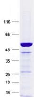 Human HES7 Protein (Recombinant GST, N-terminus + His, C-terminus)
