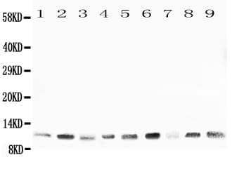 HSPE1 / HSP10 / Chaperonin 10 Antibody (aa81-102)