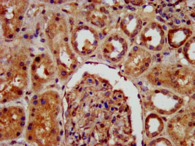 KIF22 / OBP Antibody