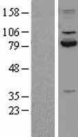 CAPN2 / Calpain 2 / M-Calpain Protein (Over-Expression Lysate Myc-DDK (Flag))