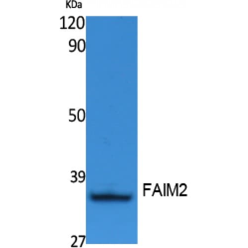 FAIM2 / LIFEGUARD Antibody (N-Terminal)