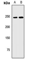 NBAS / NAG Antibody