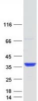 Human GOLPH3L Protein (Recombinant Myc-DDK (Flag))