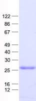 Human PPIF / Cyclophilin F Protein (Recombinant His, N-Terminal)
