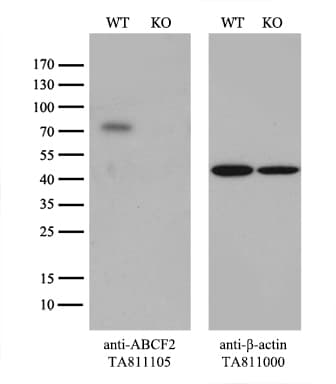 ABCF2 Antibody (aa1-235, clone OTI8F4)