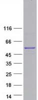 Human PTPN18 Protein (Recombinant Myc-DDK (Flag))