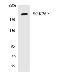 IHC-plus™ PEAK1 / SGK269 Antibody (aa95-144)