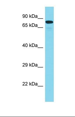 Polyclonal Rabbit anti-Human MAD1L1 / MAD1 Antibody (aa186-235, WB)