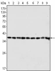 IHC-plus™ GAPDH Antibody (clone 1A10)