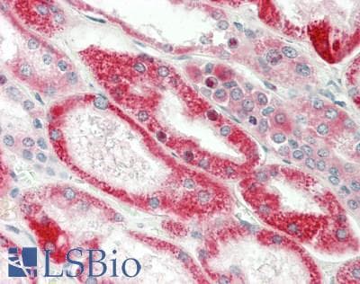 IHC-plus™ CYP1A1 Antibody