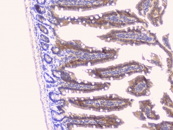 Peptide YY / PYY Antibody