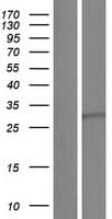 BDNF Protein (Over-Expression Lysate Myc-DDK (Flag))