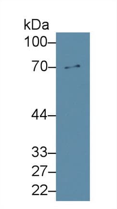 MMP8 Antibody (aa212-451)