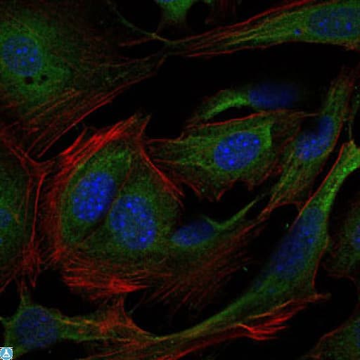 CRK Antibody