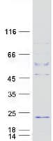 Human C10orf82 Protein (Recombinant Myc-DDK (Flag))