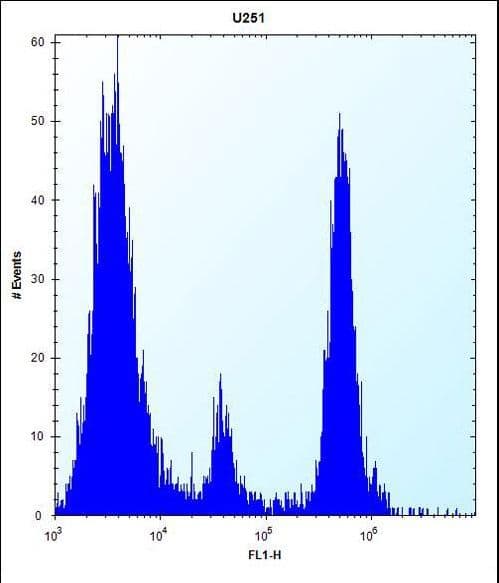 POMT1 Antibody (aa706-735)
