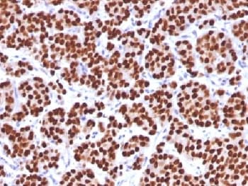 FOXA1 Antibody (clone FOXA1/1512, Azide-free, BSA-free)