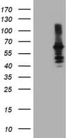 DTNB / Dystrobrevin Beta Antibody (clone OTI3A12)