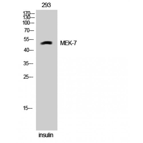 MAP2K7 / MEK7 Antibody (210-290 aa)