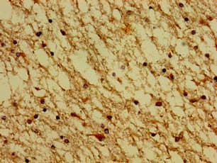 HTR4 / 5-HT4 Receptor Antibody