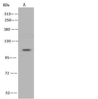 ADGRE1 / EMR1 Antibody