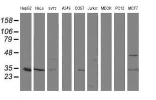 TOMM34 Antibody (clone OTI1B6)