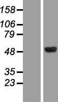 CLN5 Protein (Over-Expression Lysate Myc-DDK (Flag))