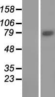 WDR49 Protein (Over-Expression Lysate Myc-DDK (Flag))