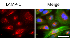 LAMP1 / CD107a Antibody (clone H4A3)