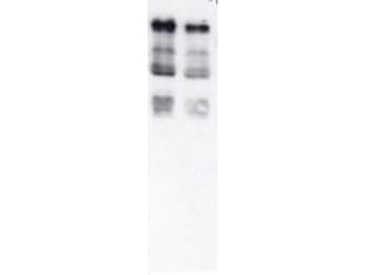 Ubiquitin Antibody (Liquid)
