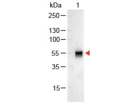 Goat Anti-Rabbit IgG Secondary Antibody (AP)