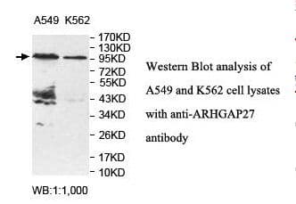 ARHGAP27 Antibody (aa350-548)