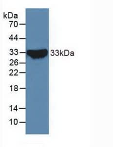NOTCH2 Antibody (aa2251-2466, Biotin)