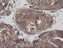 MRPS34 Antibody (clone OTI4H2, Carrier-free)