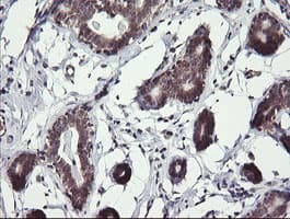 MAP2K3 / MEK3 / MKK3 Antibody (clone OTI5E2)